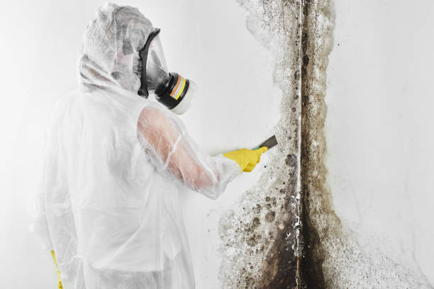 Mold Remediation for Rental Properties in Paxtang, PA